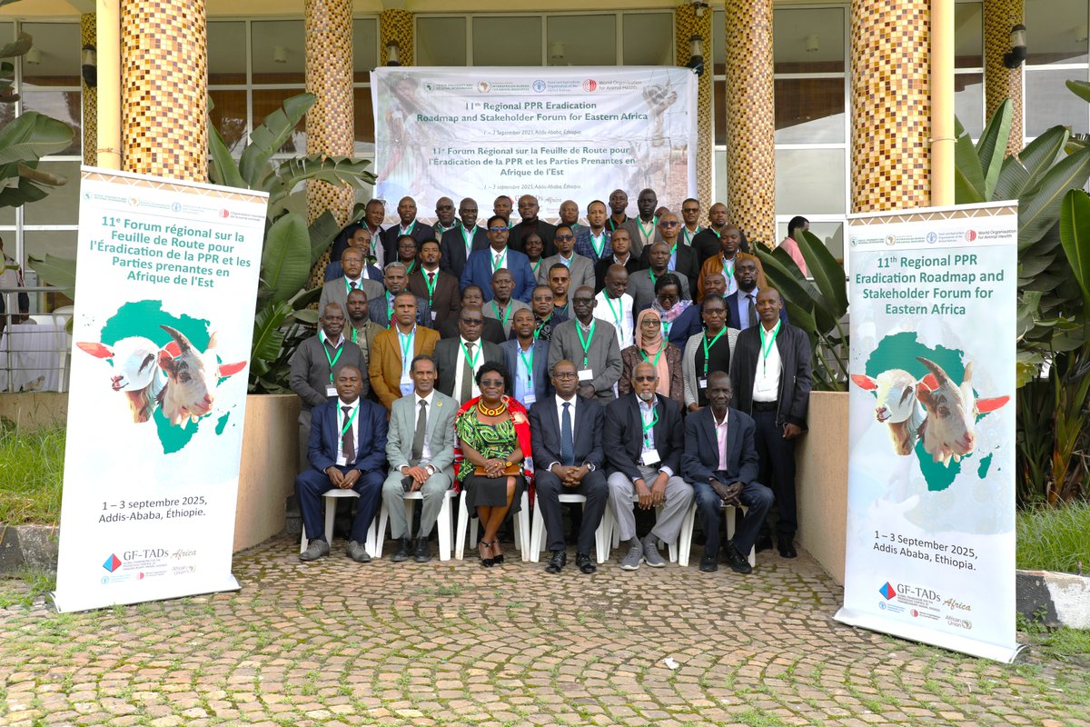 IGAD_CPALD's tweet image. 📍Addis Ababa, Ethiopia | 🗓️1-3 September 2025

The 11th Regional #PPR Eradication Forum opened by H.E. Dr. Fikru Regassa.

IGAD &amp;amp; EAC countries, AU-IBAR, FAO, WOAH &amp;amp; partners discuss PPR’s impact on food security &amp;amp; livelihoods, and strategies for its eradication.
 
 🐐🌍