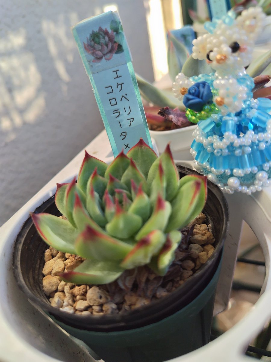 お早うございます٩(′д‵)۶
今朝は☀ベランダ🌡️33℃ι(´Д｀υ)ｱﾂｨｰ🥵💧💧💧
今月も宜しくお願い🙏します🙇
芽吹産コロラータ✕カシオ