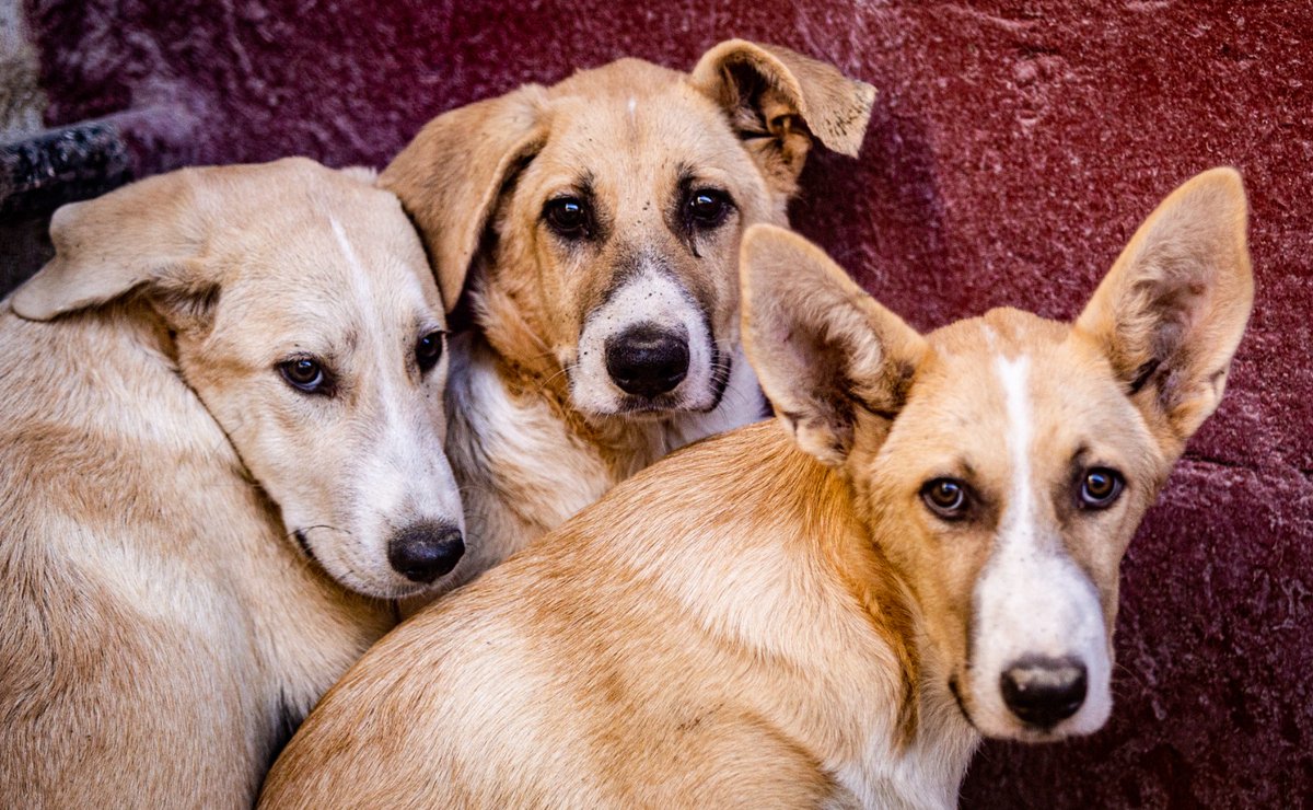 #CACHORRINES de mastín . NECESITADOS, están asustados y necesitan hogares 
adopcion.lasanimal@gmail.com