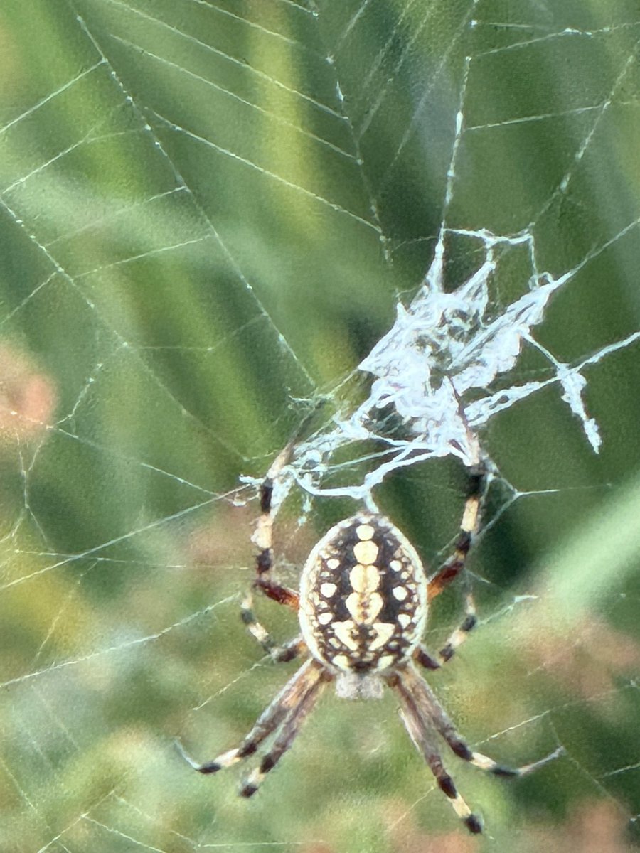 Snapped this photo of the spider while walking the dogs this morning 😱