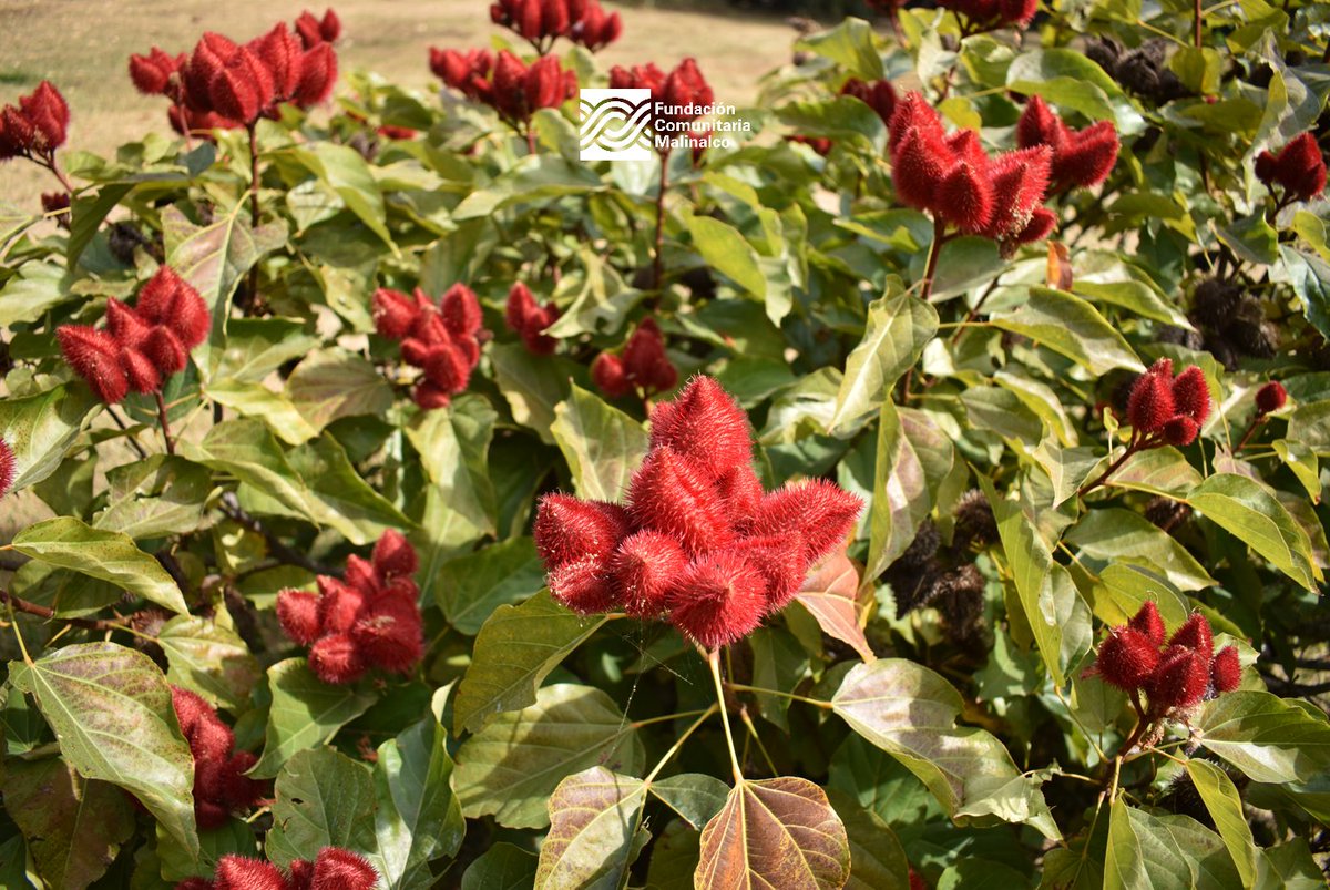 Fundacion Comunitaria Malinalco tweet media