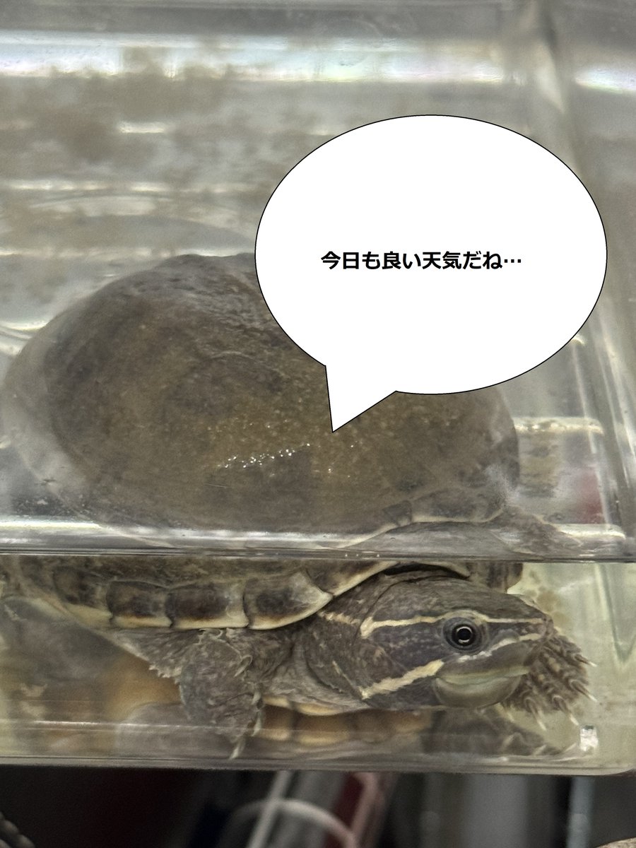 今日、9月2日は「宝くじの日」だそうです。
日付を「く(9)じ(2)」と読む語呂合わせからだそうです。
ちなみに、私は宝くじの日を買った事がありません…
という事で、今日も頑張って行きましょう～！

#カメ
#カメ様の一言
#企業公式つぶやき部
#かようび