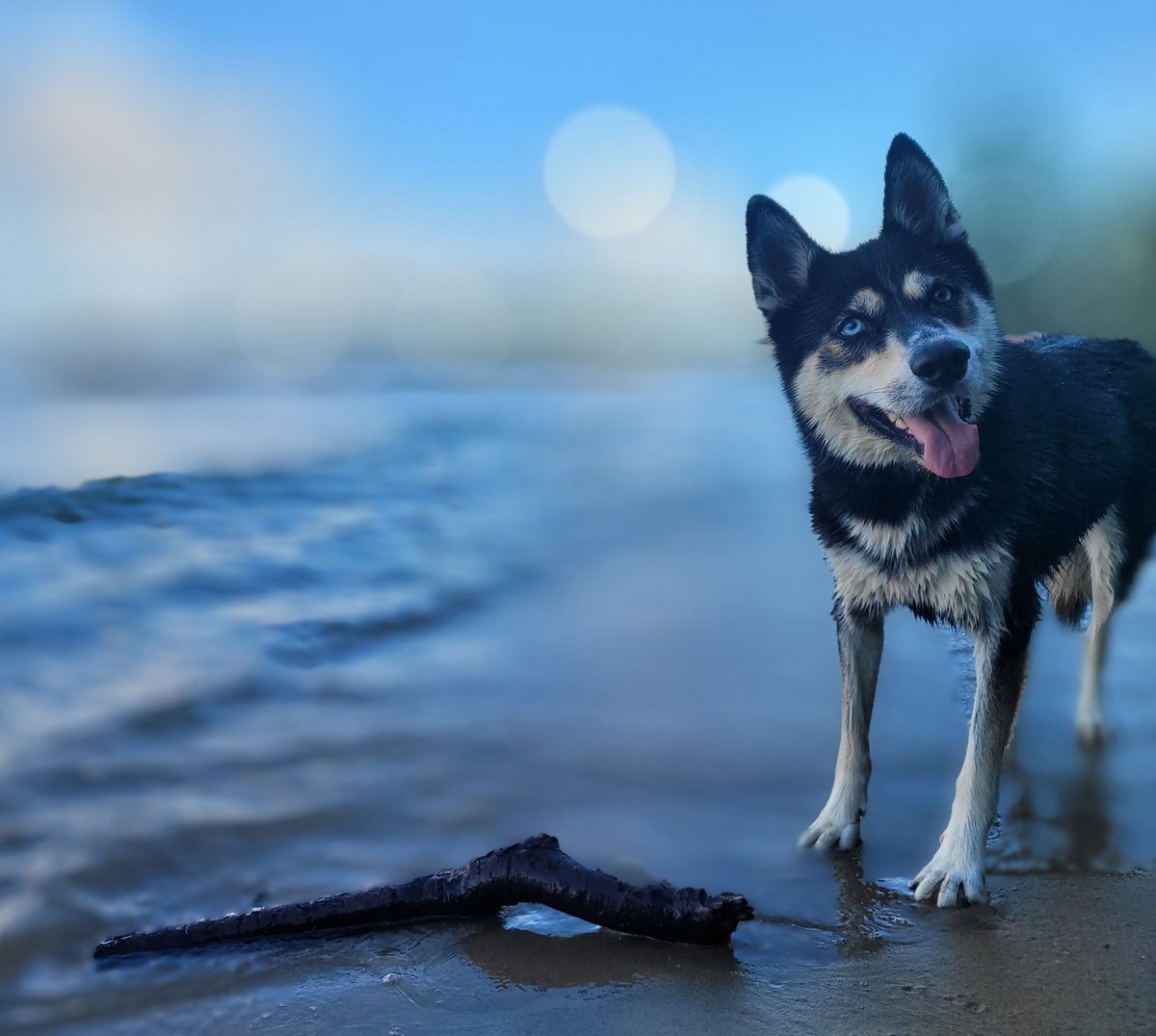 Perfect day on the Chesapeake Bay. I asked Ai to make this boat picture look like a painting and it did not disappoint. Pictures of my dog just edited with my phone.