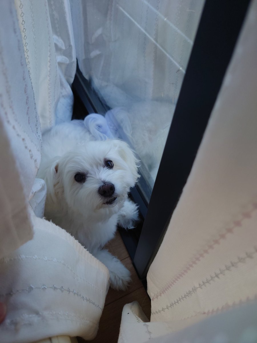 カイの所定の位置はソファーと窓の間のこの場所。
今日も見張りは完璧だ🥰