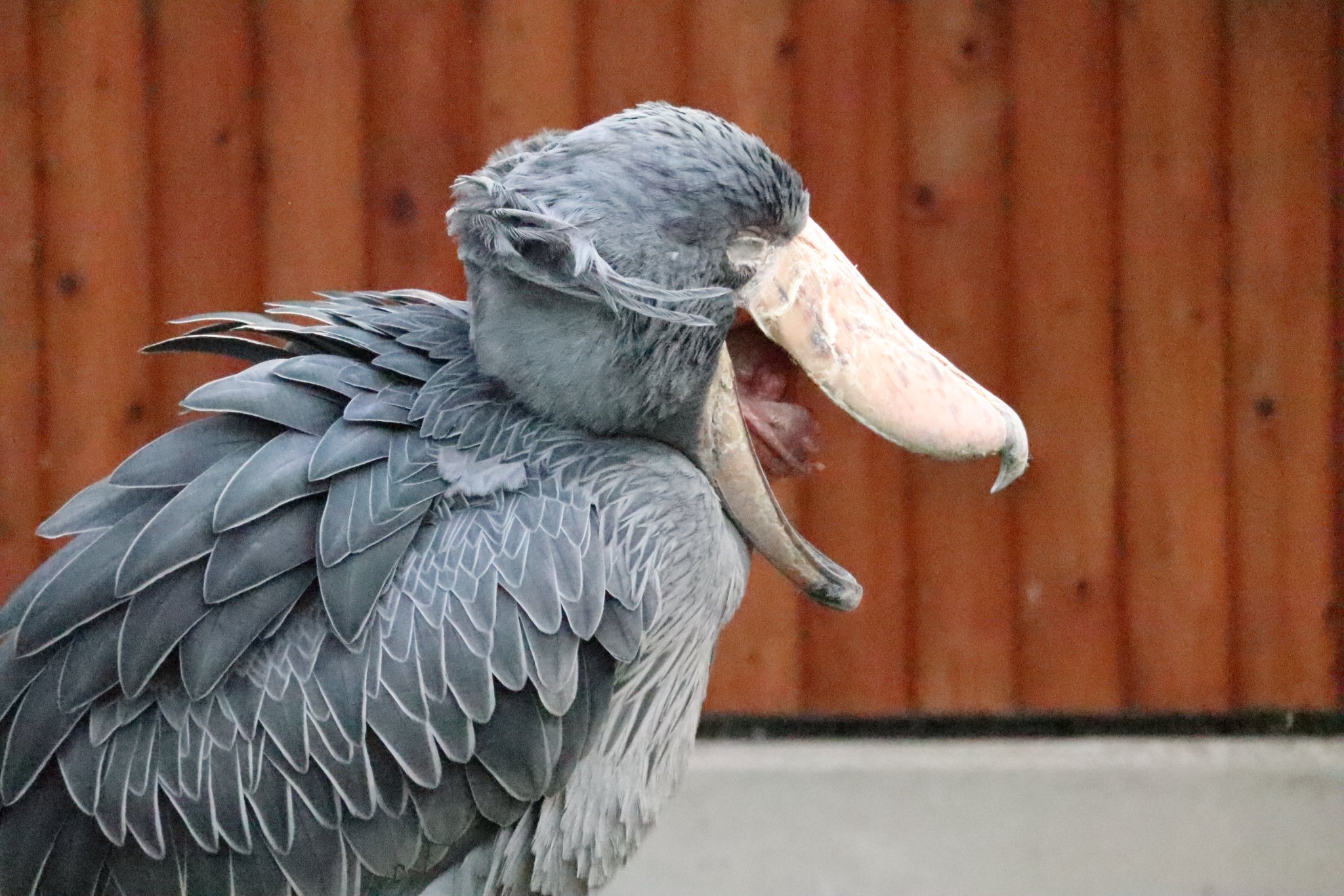 ハシビロコウ ハシビロコウ - eBird