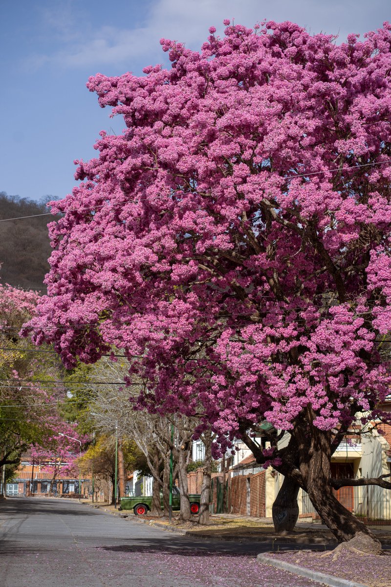 saltenials (@saltenials) on Twitter photo 