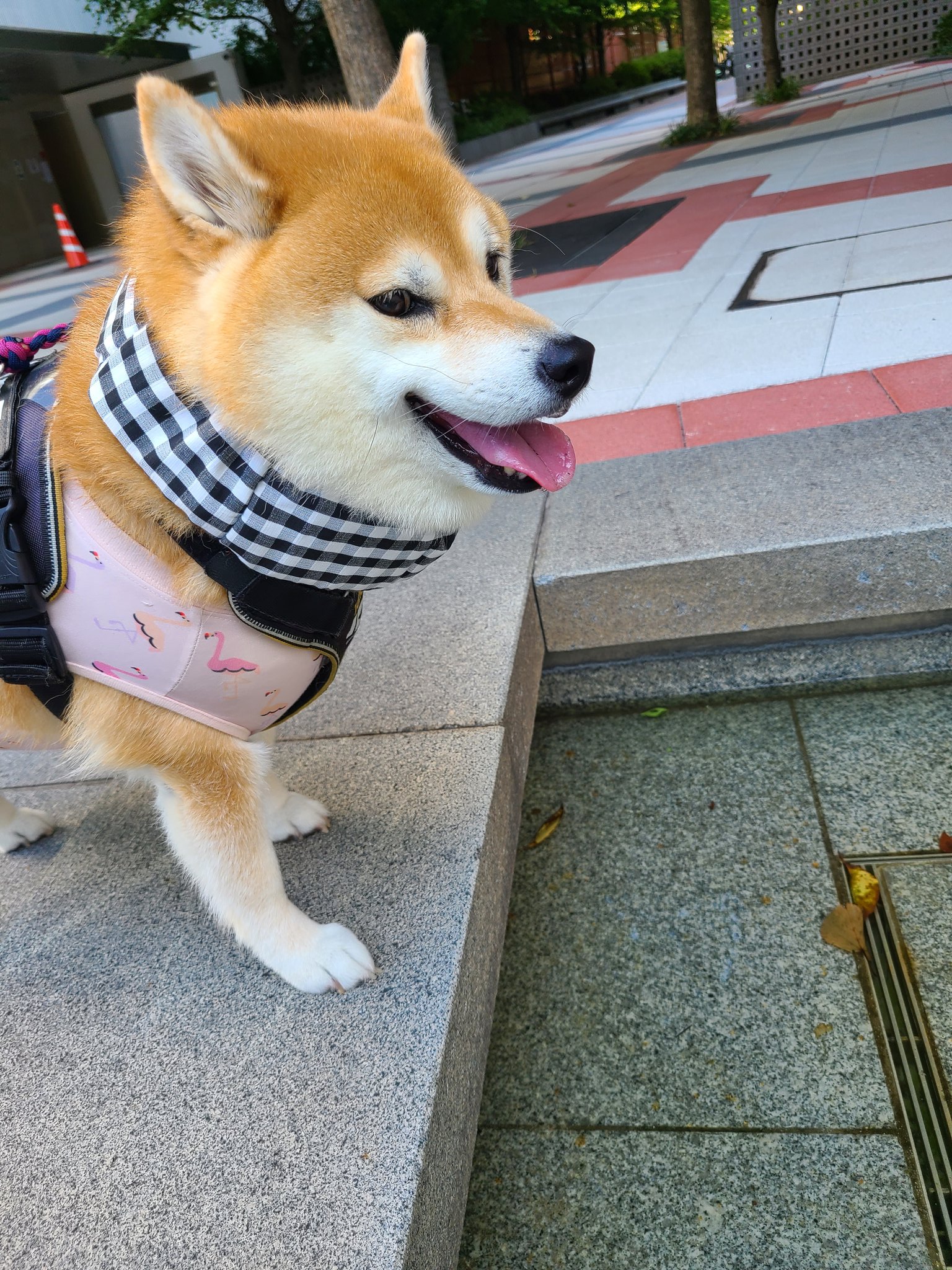 柴犬まめ子 on X: 
