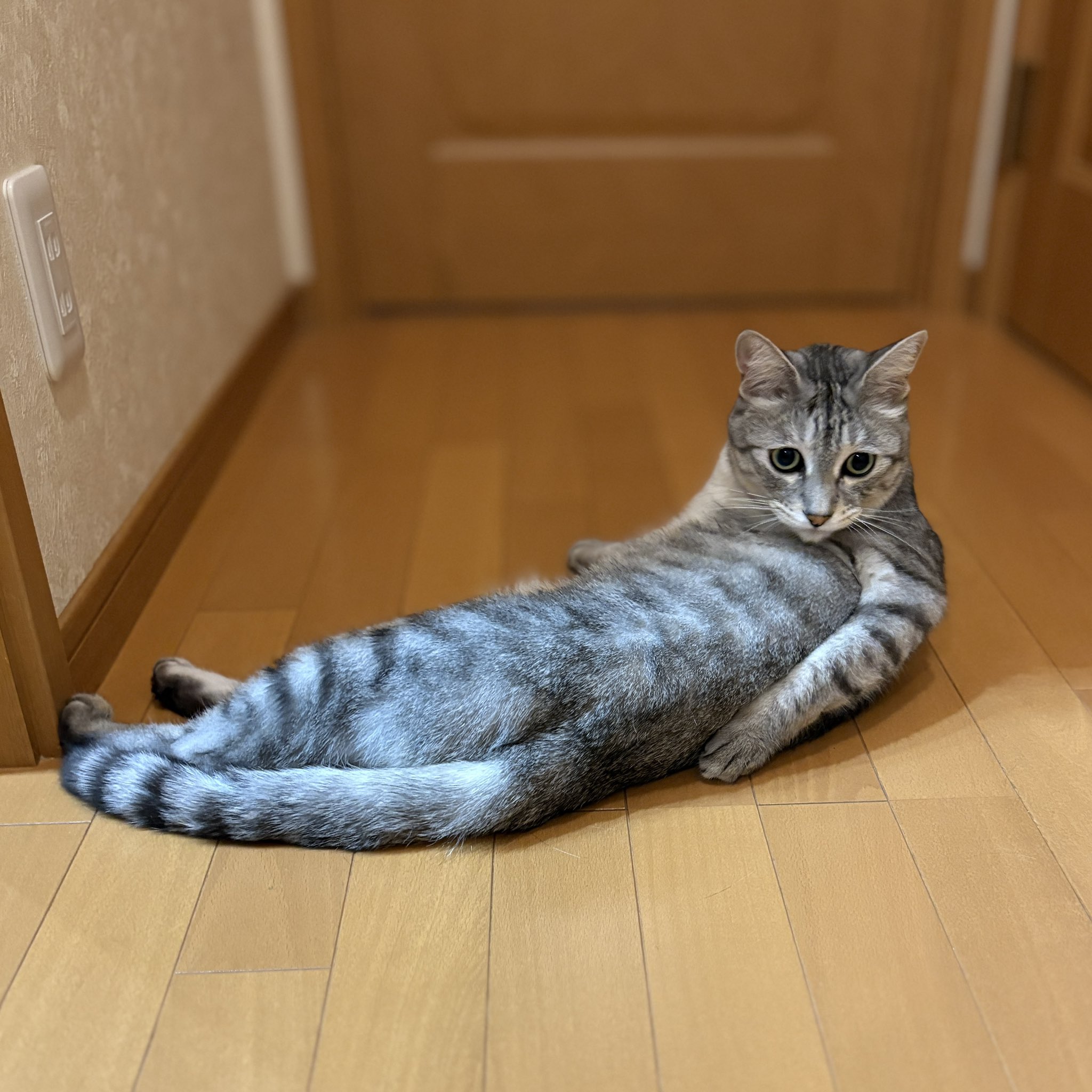 猫込りん‎^⁔ ܸ. ̫ .⁔^︎ 速報、りんちゃん、体重7.3キロありました🐱 #保護猫 #cat #cats