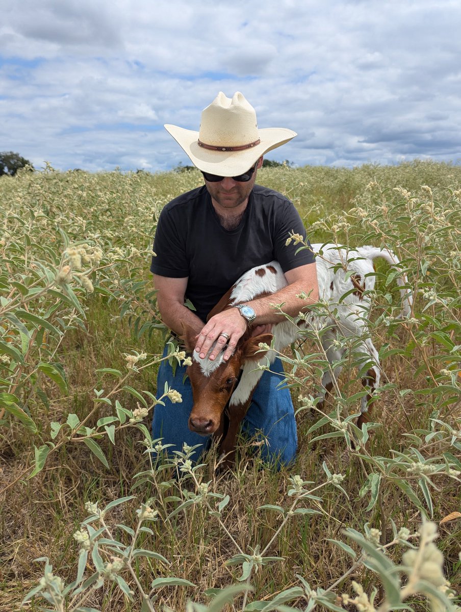 One of our cows took “Labor Day” literally🤣 happy day to those that celebrate.