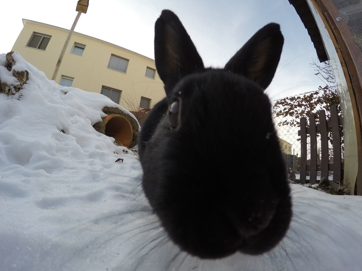 Bunnies (@bunnies) on Twitter photo 