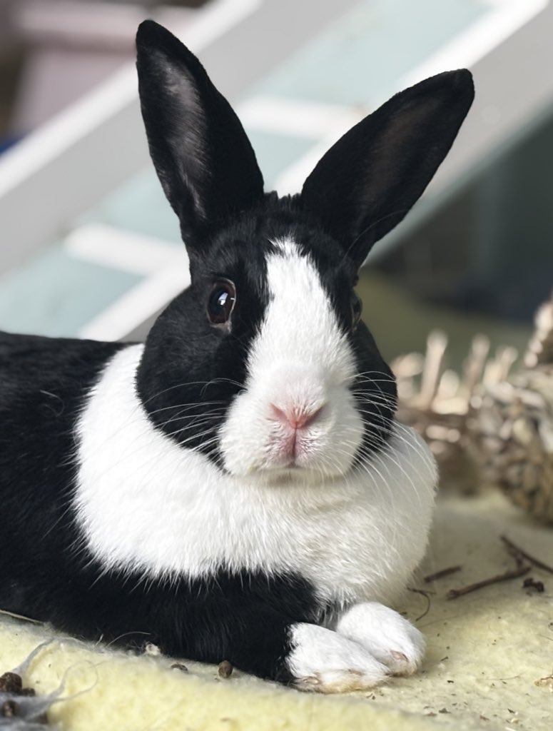 If we could all just understand that absolutely nothing about bunnies, their anatomy, their actions or the dictionary definitions of their sex is transphobic then we can get back to just posting about bunnies and not ridiculous debates with people who want to see things that are