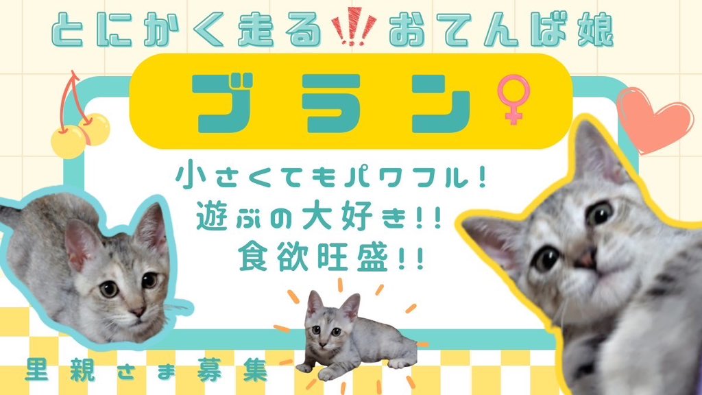 ⏰9月7日(日) 11:00～13:00⏰

✔︎ブラン（♀）2ヶ月

保護当初はご飯も食べれず、脱水状態だったブラン😢

今ではよく食べ、よく遊び、元気はつらつのおてんば娘に😸🎶

ずっと幸せに暮らせるお家を探しています💫

詳細👇
hogonekonoie.jp/tee1/#Buran

#譲渡会 #拡散希望 #里親募集中 #猫 #保護猫