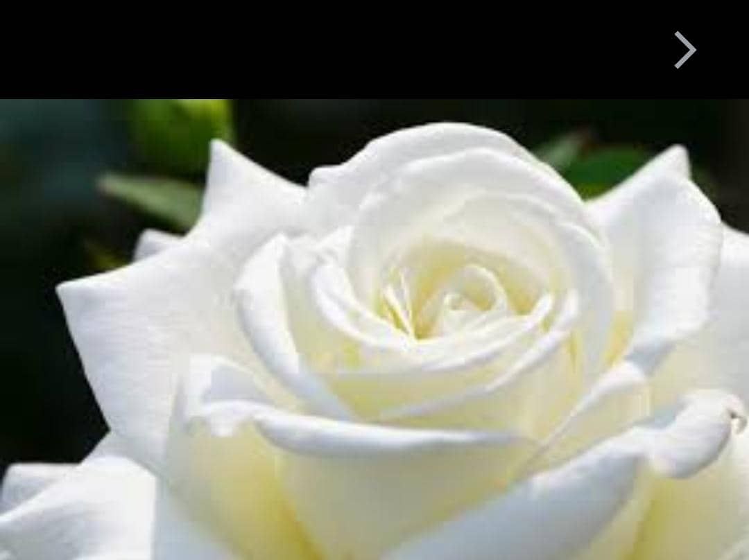 #صباحيات
كنه يقول "العشـــــق" فيكم وفيني
مع أنه "الساكــــت".. وأنا ماتكلمت؟!

 أنت تبي "الصمــــت" بينك وبيني؟!
 طيب "أحـبـك".. كيف تنقال بالصمت.....🤍