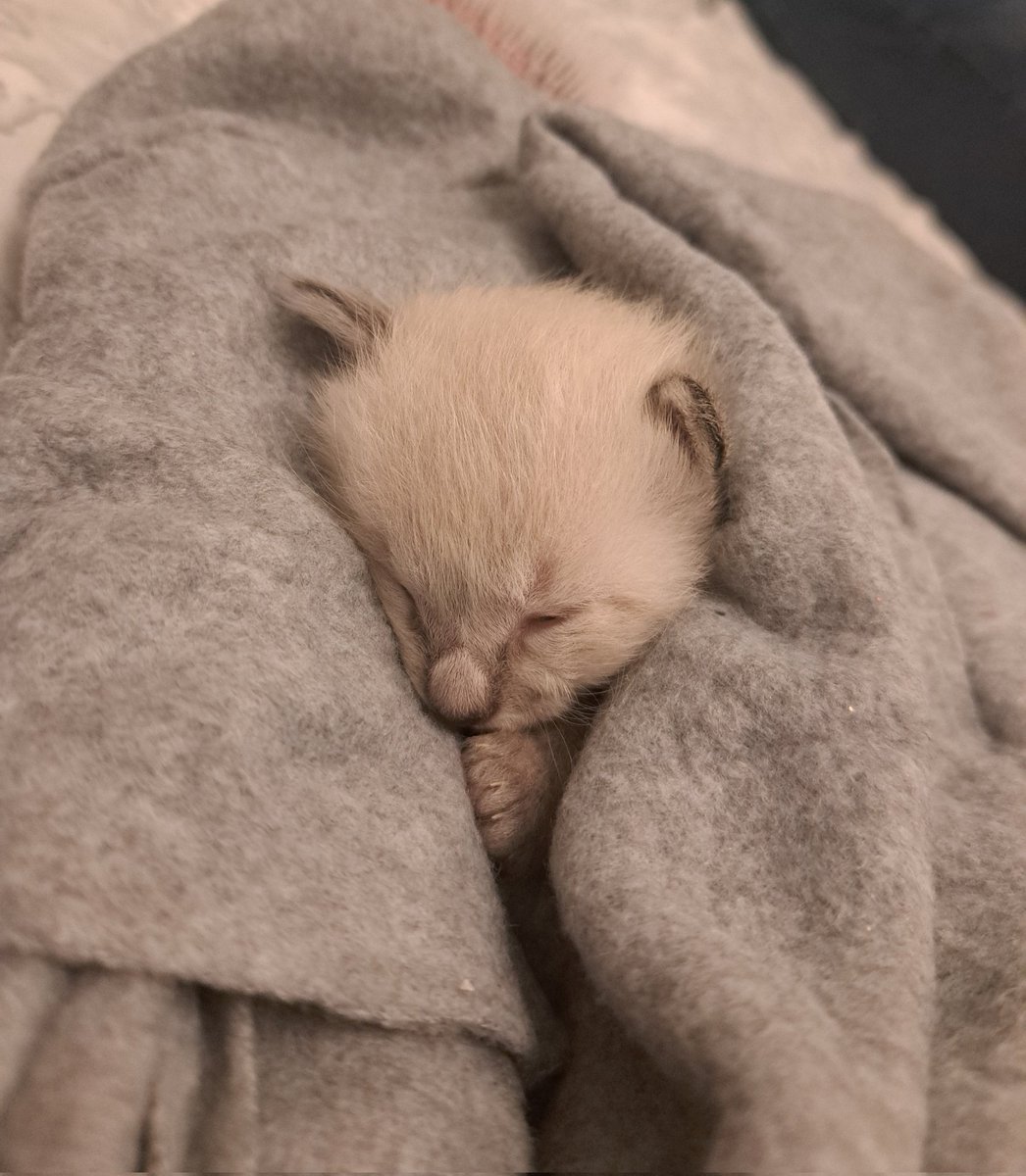 𝙾𝚗𝚢𝚡.𝚓𝚙𝚐 | OPEN COMMISSIONS! tweet media