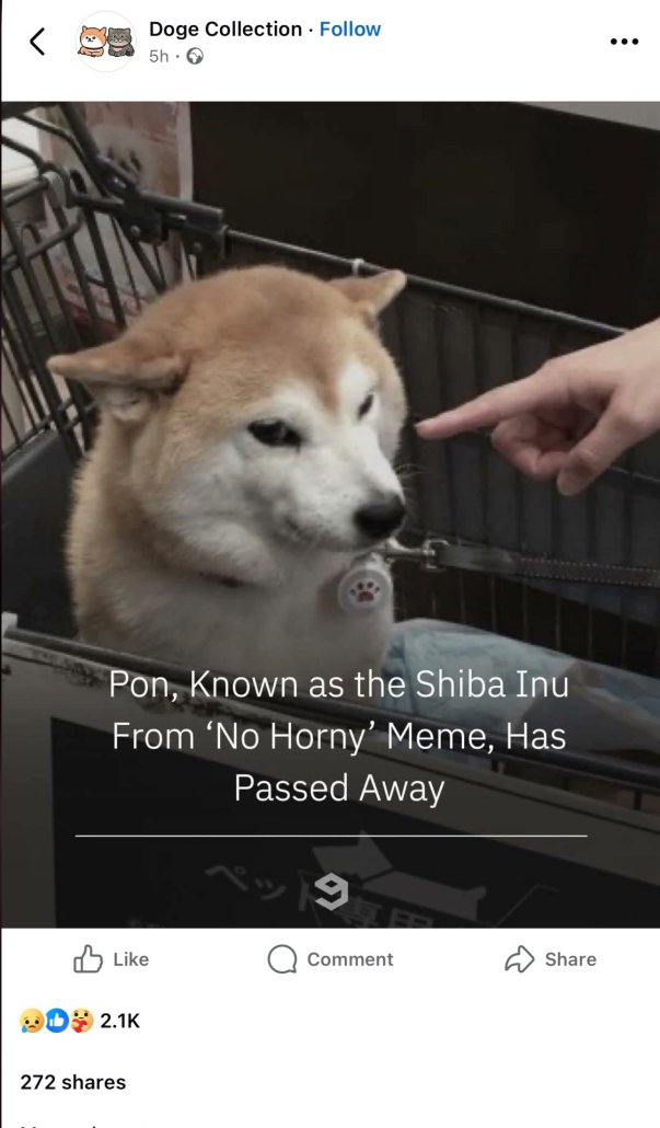 SCOOBYJEWW1's tweet photo. The dog from the NO HORNY meme has passed away today he was the original idea behind the BONK no horny meme 
https://t.co/M3Jp6FafJ4 https://t.co/S8SnrYc47B