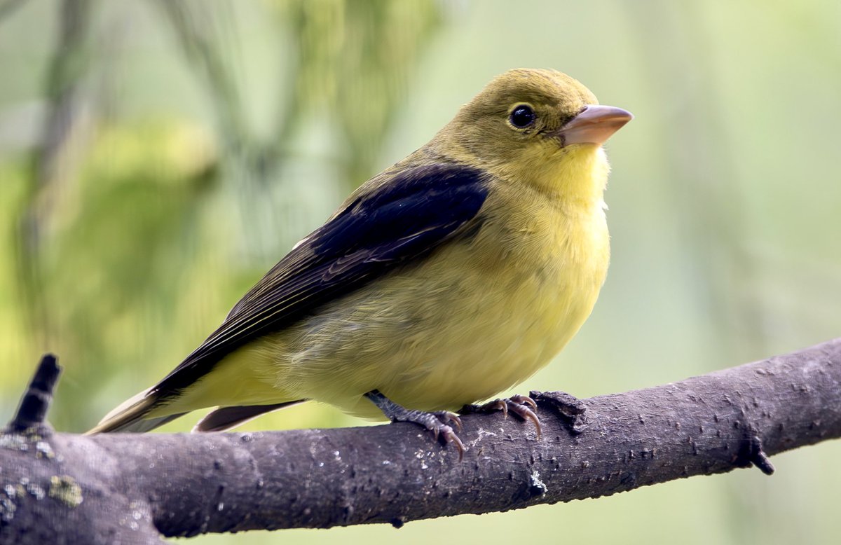 Scarlet Tanager at the Oven this afternoon, non-breeding fall plumage.
#birdcpp