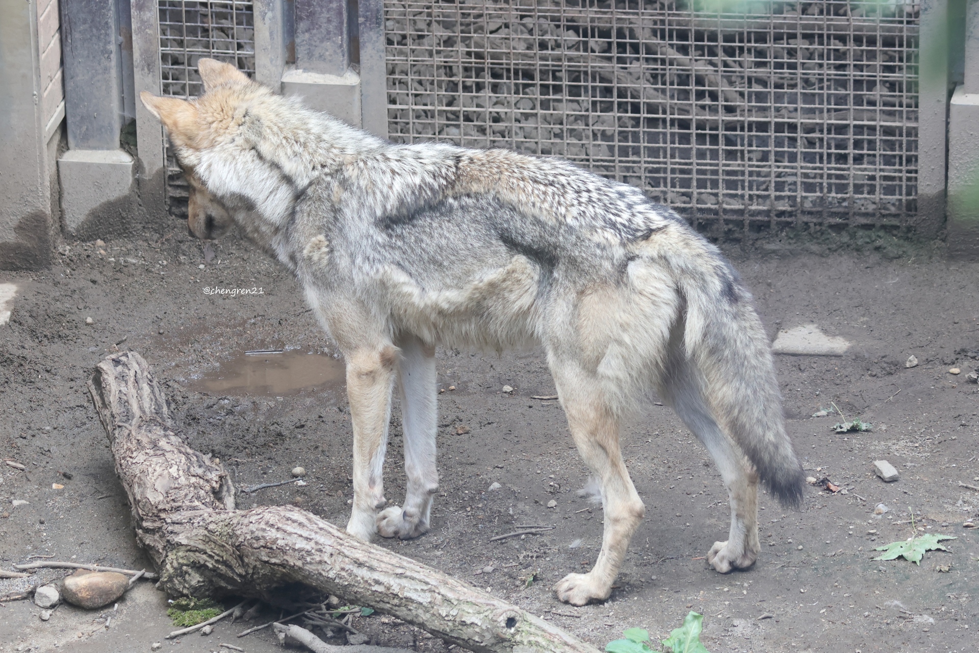 オオカミとフクロウ 2025 オオカミとモモンガのロロン　生成　タンディ セール】オオカミとモモンガのロロン“春夏”（ベスト）｜オオカミ