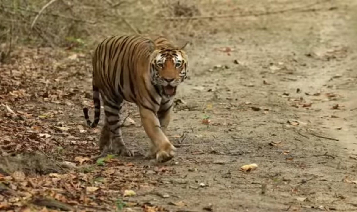 Kanha tiger reserve 
A wide range of #biodiversityconservation Satpura maikal mountain #tiger landscape 
A iconic hulk, popularly named with Nila nala male at mukki zone. #bigcatphotography #natureconservation #bigcatdiary #bigcatcommunity #IndiAves #indiaexplained #wildlife