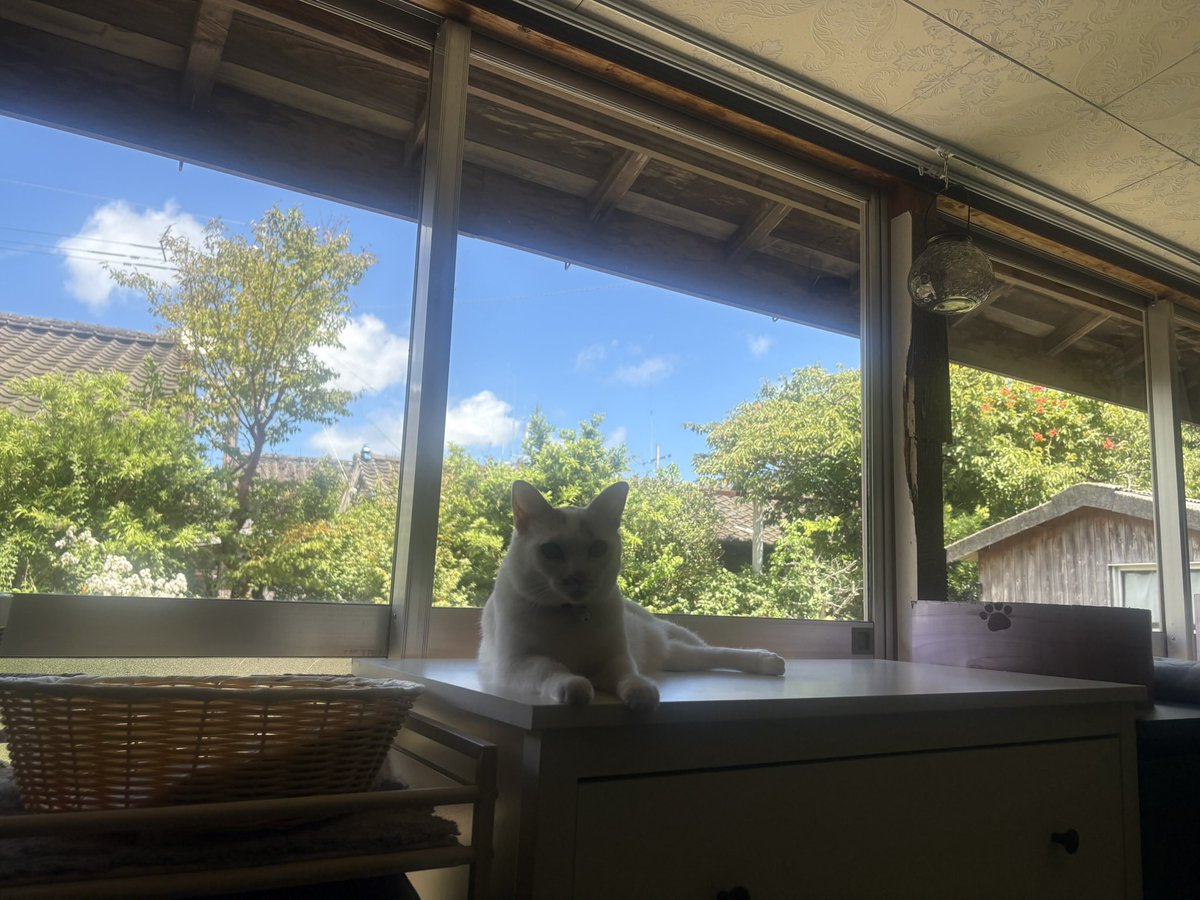 ikenamihamono's tweet photo. 【催事情報】
9/10(水)-9/15(月)
『進化する伝統 暮らしを彩る匠の技』阪急うめだ本店 9階催場、祝祭広場
暑さは変わらず続いています。
変わらずしっかり食べて無理なく動いてください。
#種子島 #包丁 #種子包丁 #庖丁 #種子庖丁 #鋏 #種子鋏 #池浪刃物製作所 #猫 #ネコ #ねこ https://t.co/QWxxp2Eq8s