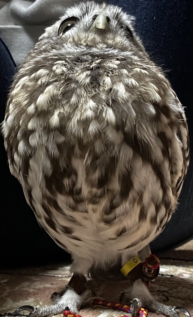 #ムチムチの鳥をミチミチに収める

むっちりチマちゃん