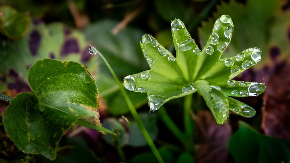 Der Dienstag startet etwas herbstlich ☁️🍂 Ich will wieder ins Bett 🥱

Guten Morgen ihr Lieben ☕️ Habt Sonne im Herzen, weil wir sie am Himmel kaum sehen werden 🌧️☔

📷 #goodmorning #drops #dew #wet