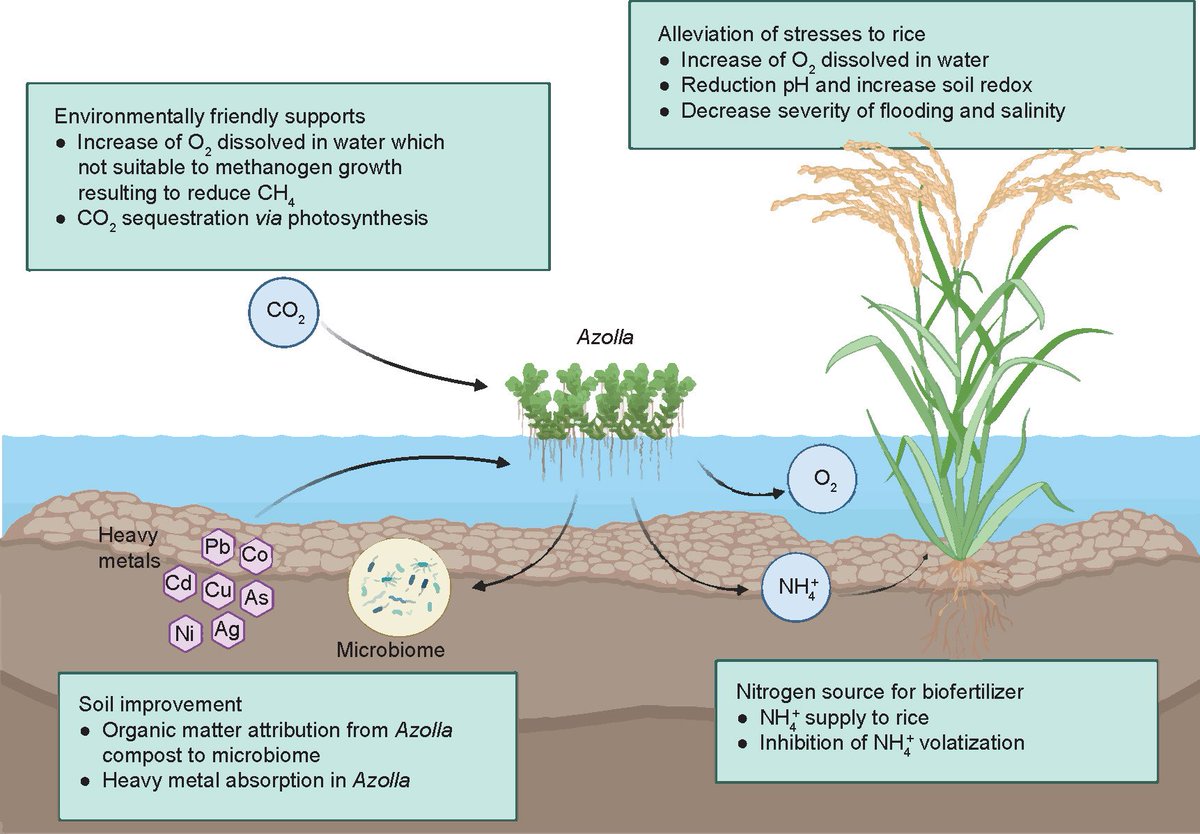 JIA_JIntegrAgri's tweet photo. Prof. Kanyaratt Supaibulwatana team @MahidolU #review 📃Important role and benefits of #Azolla #plants in the management of #agroecosystem services, biodiversity, and sustainable #rice production in #Southeast #Asia
🖇️ https://t.co/8DpTrKbl6d
 @aneknowledge @CropGlobal https://t.co/C9SUlQjOYv