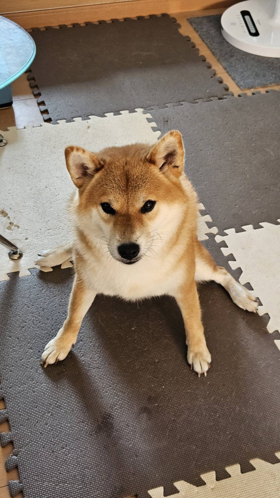 柴犬柚（ゆず）さん on X: 