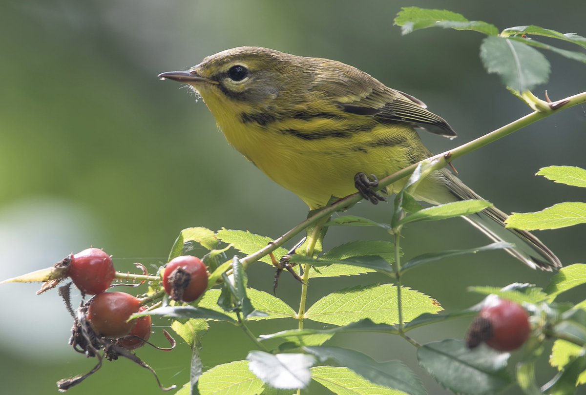 Prairie Warbler at Tupolo field this morning during <a href="/BirdingBobNYC/">Robert DeCandido PhD</a> walk. #birdcpp