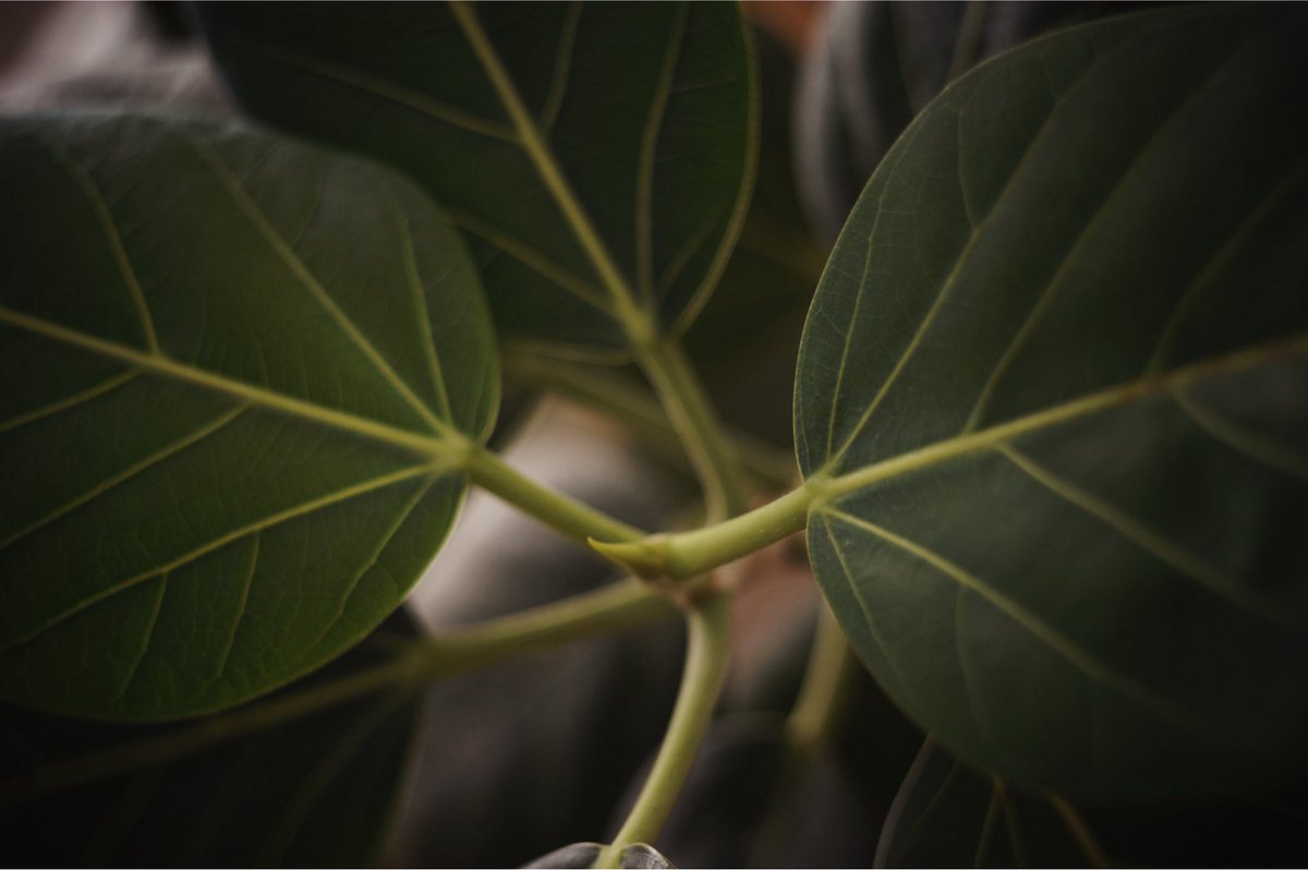 elmax_fun's tweet image. 