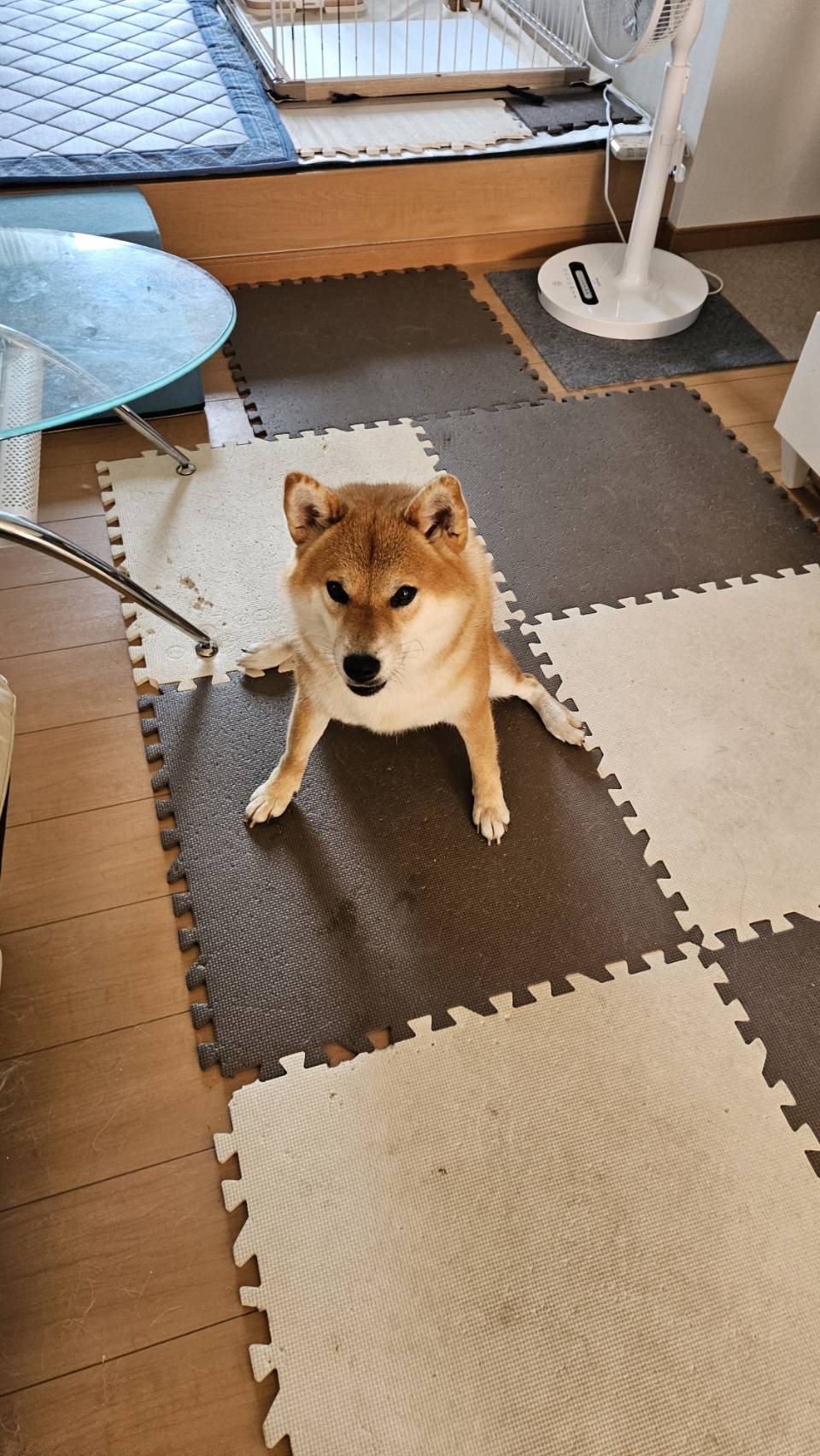 柴犬が好き ハイ！タケコプター🌱✨ ⁡ #柴 #柴犬 #capcut #いぬすたぐらむ