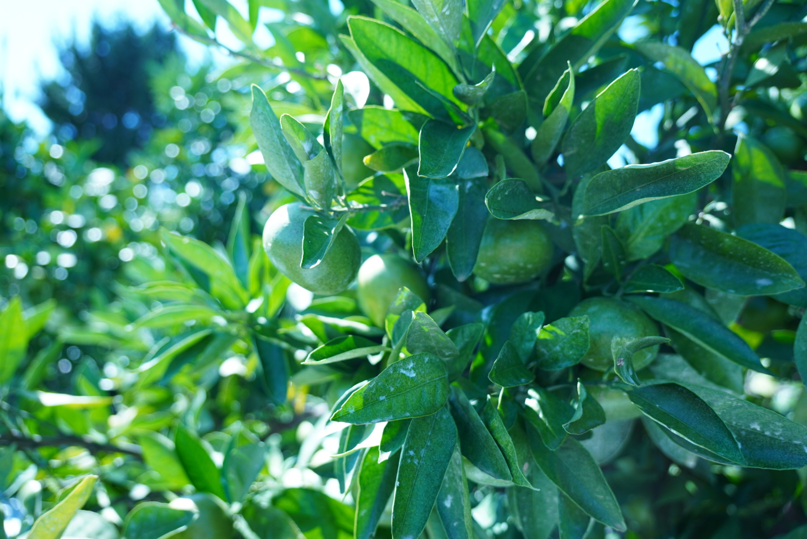 mutsu.mikan ページ 株式会社mikan