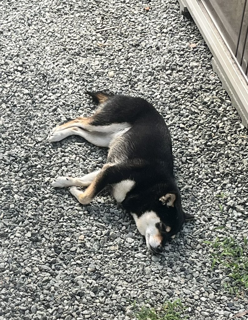 JapanSoul01's tweet photo. ���の間、散歩時間が早過ぎて、朝寝の時間が幸せそう。

#柴犬 
#柴犬のいる暮らし https://t.co/FcAE5Xqobw