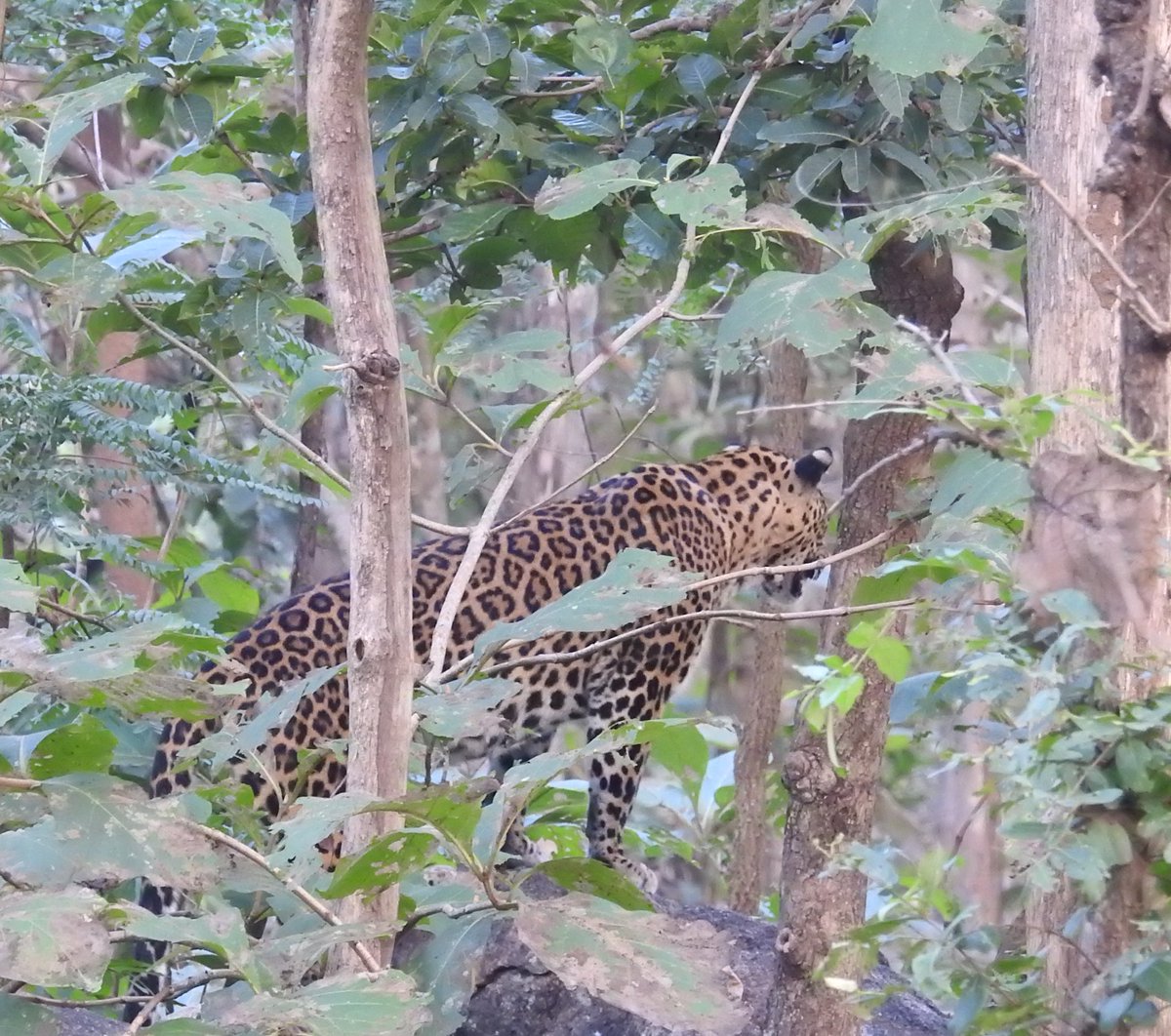 Busy, curious leopard from Central India!