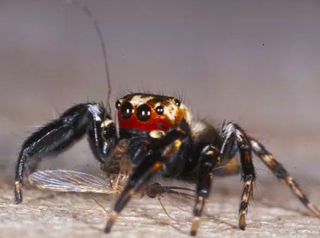 blog_supplement's tweet image. The remarkable jumping spider Evarcha culicivora, which has as its highest dietary preference mosquitoes that have fed on the blood of humans or other vertebrates. It locates the blood-fed female mosquitoes by specifically localizing to human dwellings or to specific plants that…