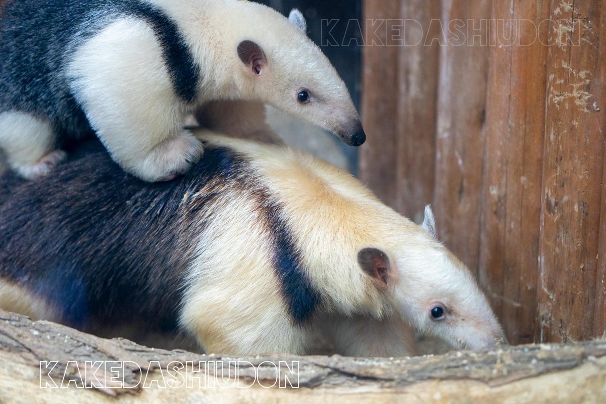 蔵出しおんぶコアリクイ
この子は確かひじきくんかな

📷20240223 #神戸どうぶつ王国 #ミナミコアリクイ