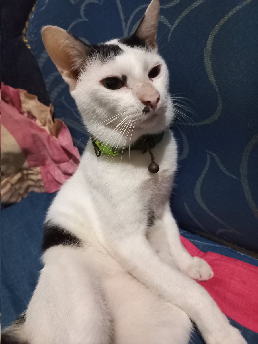 fredi_dermawan's tweet photo. Mitsuki.ππββ¬π±β€οΈ.
#kucing #kucingku #cat #catloversindonesia #pecintakucing https://t.co/TCGNC1vv5K