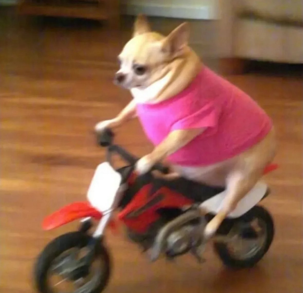 💖 (@twaniimals) on Twitter photo 