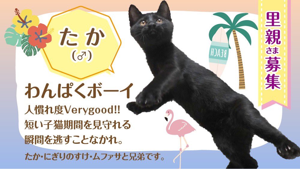 ⏰9月7日(日) 11:00～13:00⏰

✔︎ふうた（♂）4ヶ月
✔︎たか（♂）4ヶ月

仲良し兄弟part①

とても甘えん坊で、人慣れ度も申し分なし😆

兄弟でお迎えしてもらえる里親さん歓迎です❗️

子猫の成長に目が離せません👀

詳細👇
hogonekonoie.jp/legare1/#Fuuta

#譲渡会 #拡散希望 #里親募集中 #猫 #保護猫