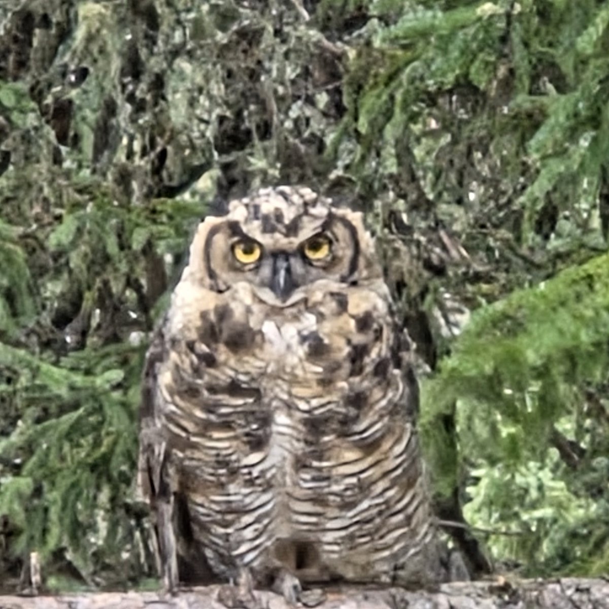izmyrh's tweet photo. Je viens de passer un week-end en solitaire très très loin dans le bois, environ 120 km de chemin forestiers. C'était une expérience extraordinaire, j'ai adoré 
J'ai même eu la visite d'un grand duc https://t.co/7bT6NXZxjw