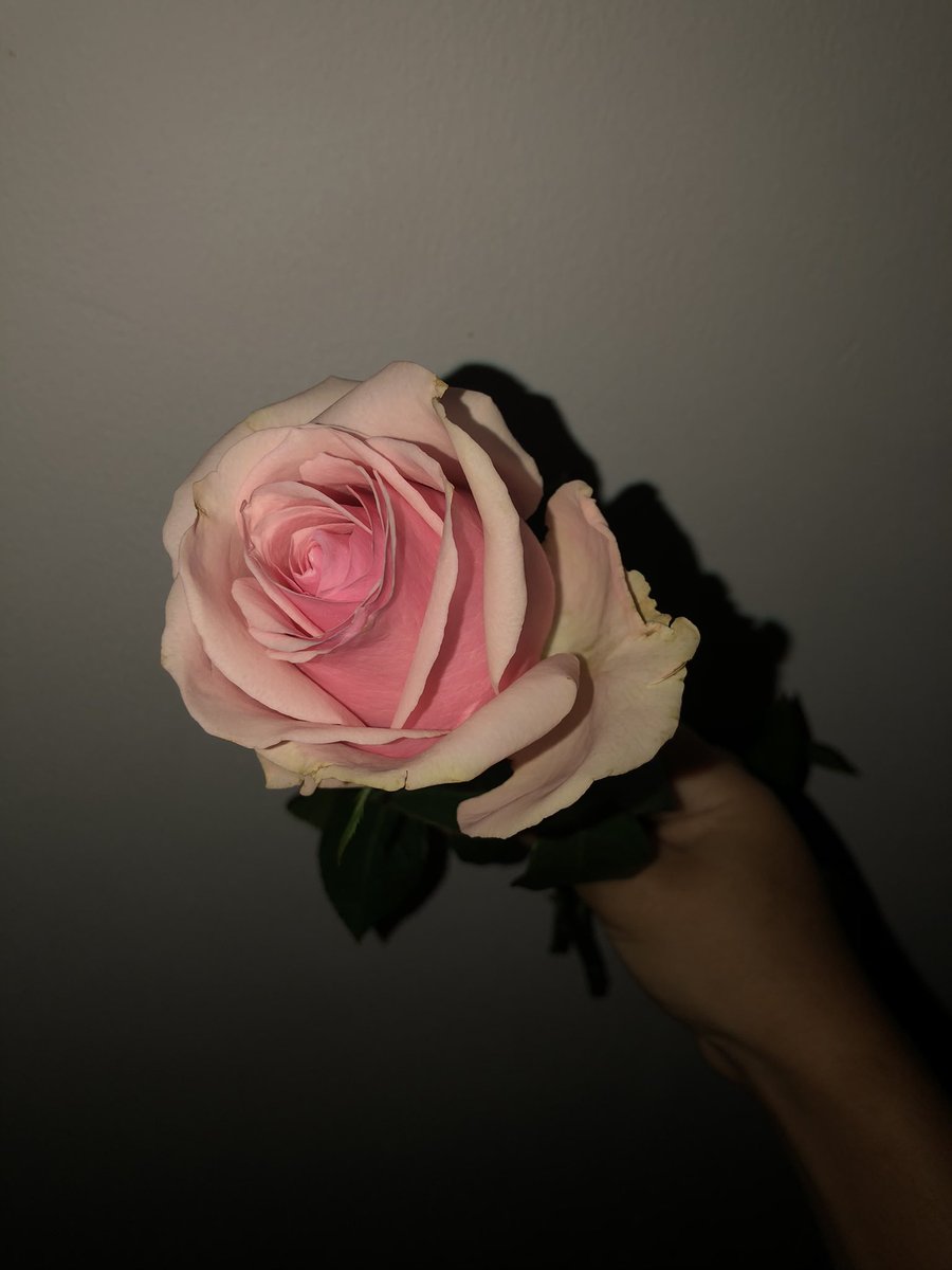 a rosa mais linda q viram hj