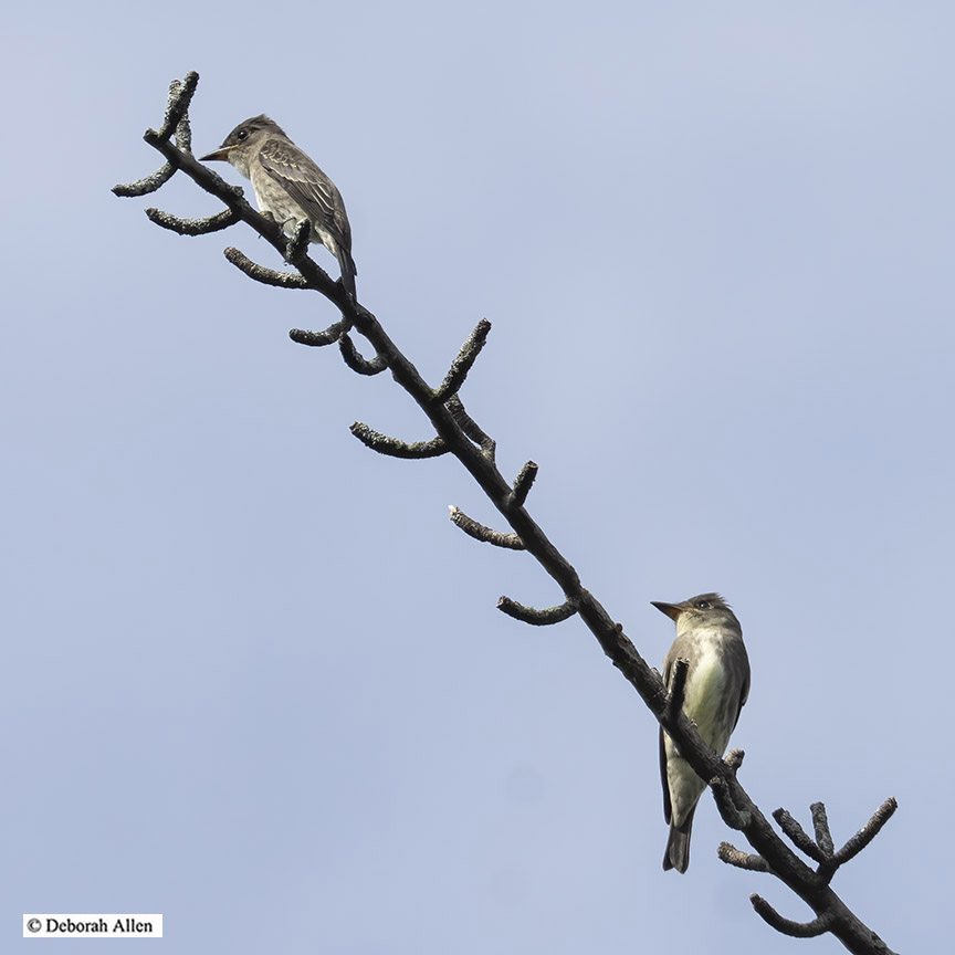 We saw a total of four Olive-sided Flycatchers on this morning's <a href="/BirdingBobNYC/">Robert DeCandido PhD</a> walk in Central Park. Strawberry Fields (1), Captain's Bench (1), Upper Lobe Lawn (2). That's a maximum for Central Park. Here are the two near in a Ginkgo just north of the Upper Lobe. #birdcp