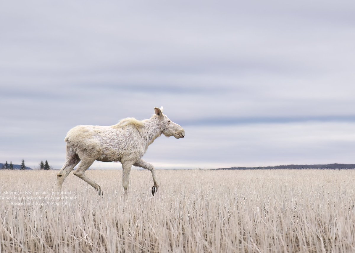 One of those top 10 moments of the year🤍

#Moose #Alcesalces #MoosePhotography #MoosesofIG #MoosesofInstagram #MoosePictures #MoosePics #MooseShots #MooseSpirit #AlbinoMoose #LeucisticMoose #WhiteMoose #Albino #Albinos #Leucistic #Leucism #ColorMutation #ColourMutation