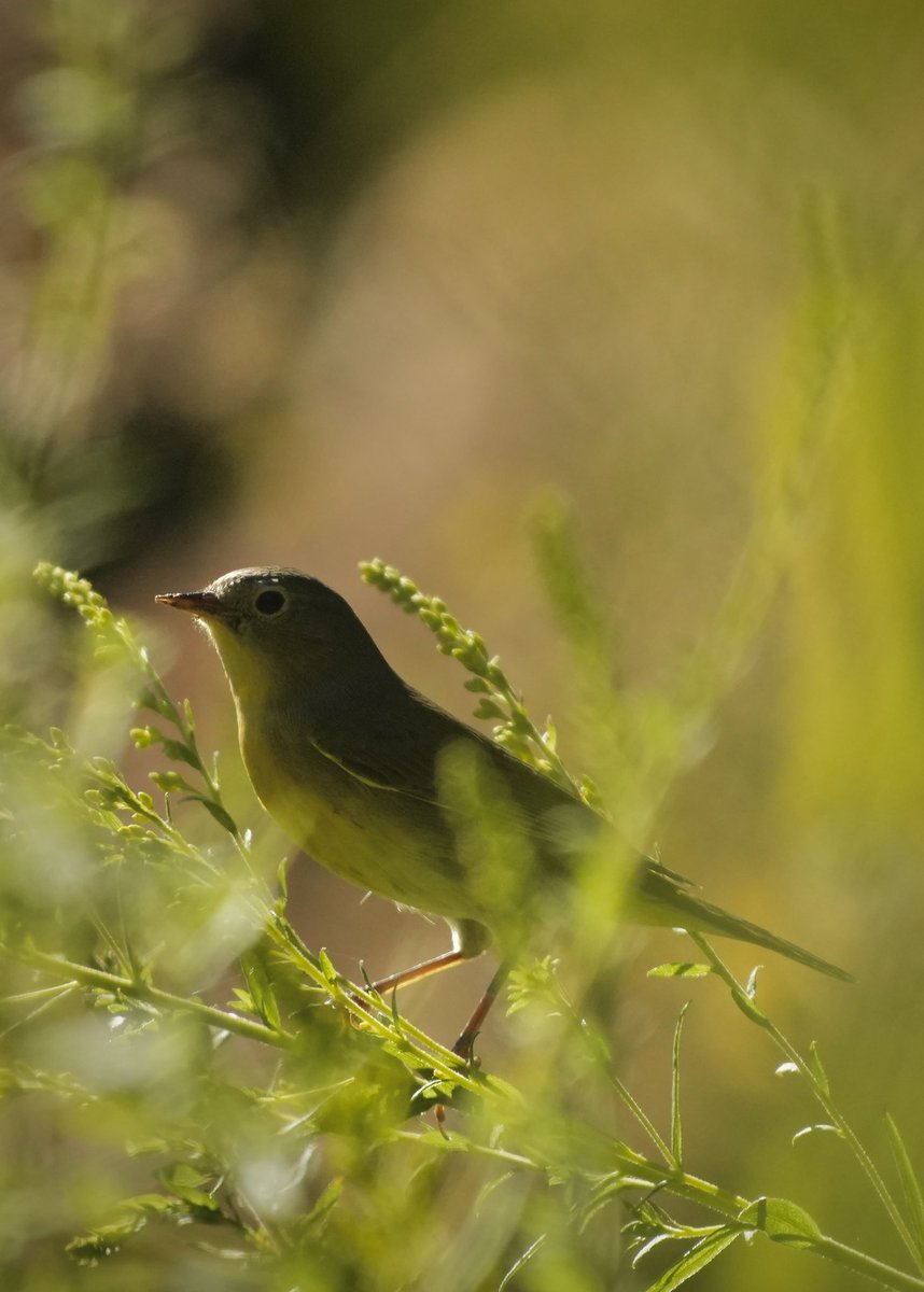 #nashvilleWarbler at Wildflower Meadow this evening spotted by <a href="/WinoBradNY/">Bradley Kane</a> <a href="/CentralParkNYC/">Central Park</a> #birdcpp