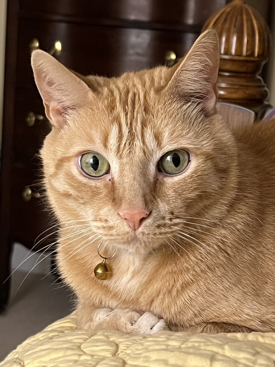 Coming in hot for the last few hours of Ginger Cat Appreciation Day.