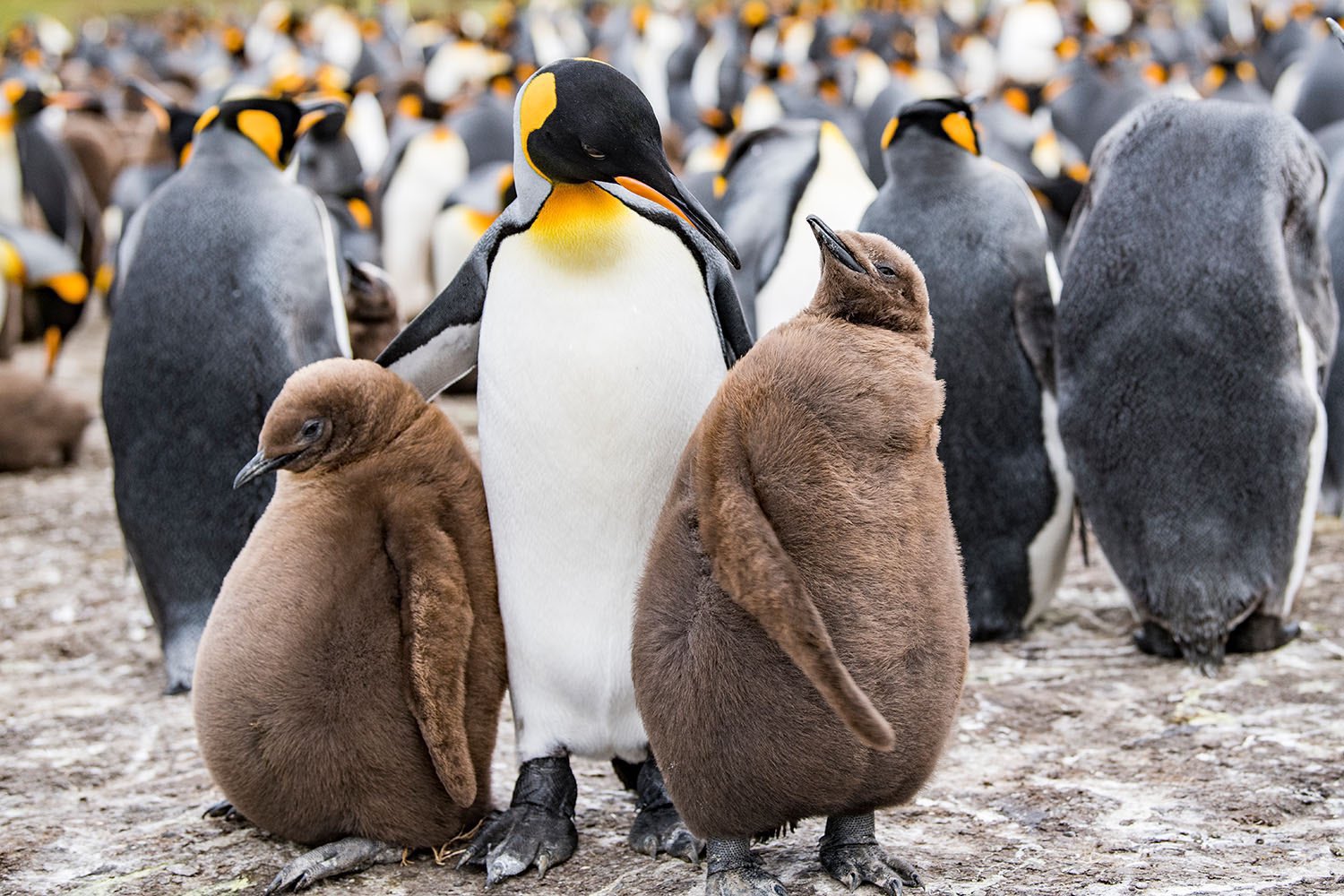 ぺんぎん？ ページ Amazon.co.jp: Suicaペンギンダイアリー Penguin Diary 7冊