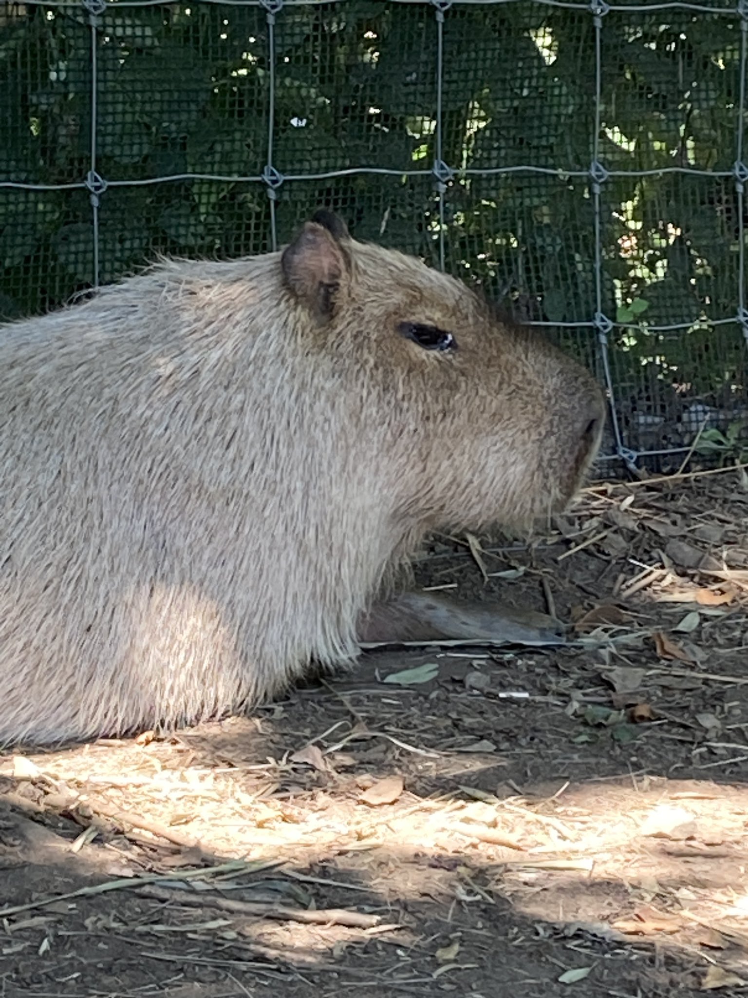 こやまし (@capybara_kymc) / X