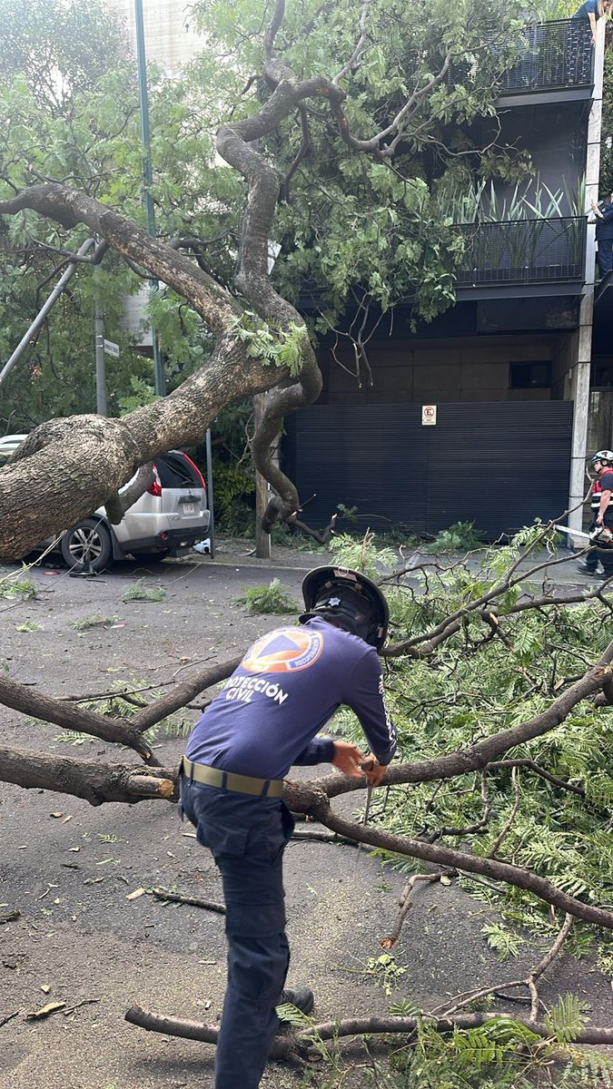 Cae árbol en calle Pedro Romero de Terreros y Patricio Sanz, alcaldía Benito Juárez.