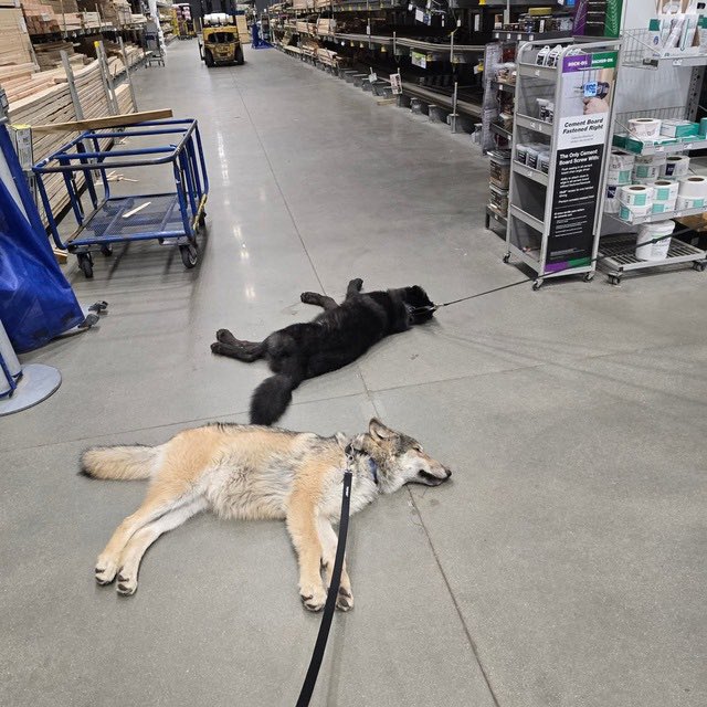 Floor that kills wolves