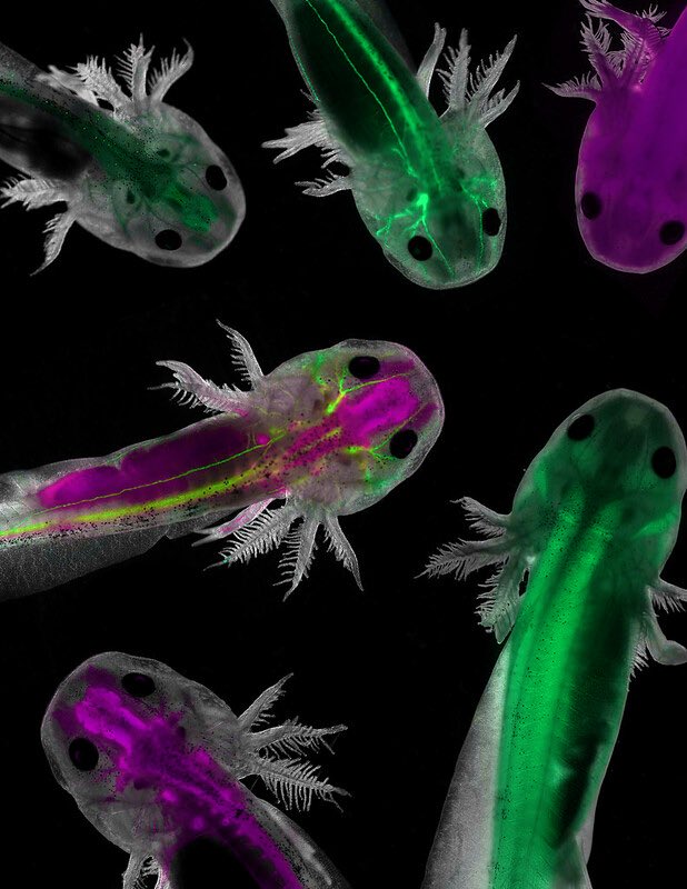 SocDevBio's tweet image. Axolotl (Ambystoma mexicanum)🦎 can regrow limbs, tail, spinal cord, heart, and even parts of its brain. Axolotls are champions of regeneration and also shed light on limb patterning, wound healing, and developmental plasticity. Image from Prayag Murawala #ModelMonday #DevBio
