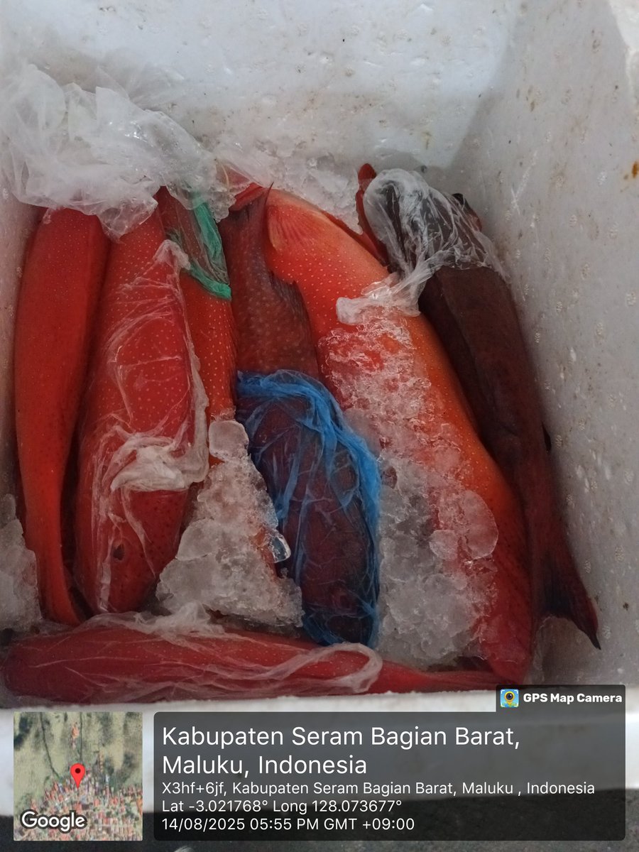 junne_sang's tweet photo. Kamis (14/08), Nur W S, Luhkn SBB, melporkn hsil tngkpn Kelmpk Batu Karang, Desa Eti Kec Serm Bart, Ikn Kerapu tongsing: 112 kg, hrga jual Rp. 100000/kg, tujuan Psar: Surbya, ikan sikuda 38 kg, Rp.50.000/kg, tujuan Psar kta Ambon 
#giatluhkansatminkalambon 
#luhlapor 
#tangkapan https://t.co/r0mdaqiowR